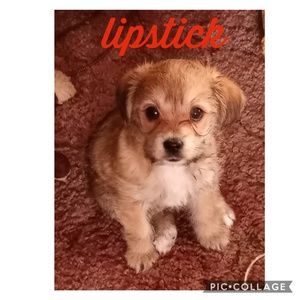 Meet your Posher, Dawn